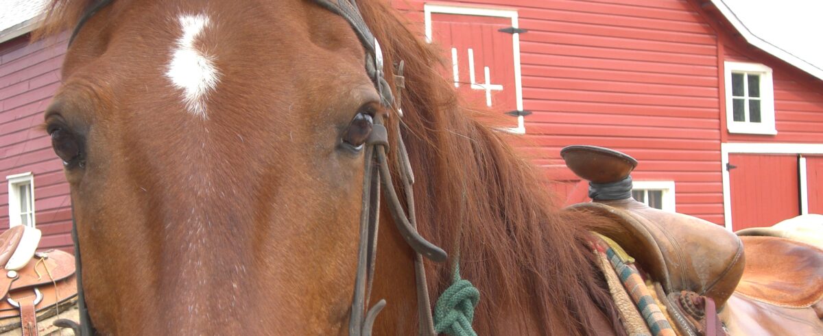 Can-C Eye Drops for Horses